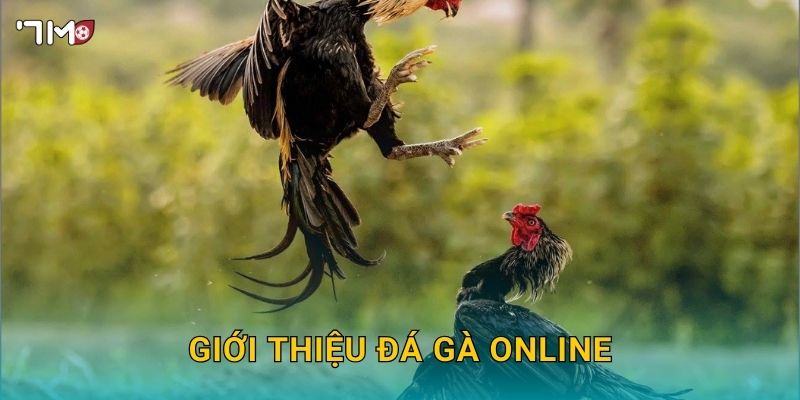Đá Gà Online 7M – Xem Trực Tiếp, Cá Cược Và Thắng Lớn Dễ Dàng 2 Giới thiệu đá gà online