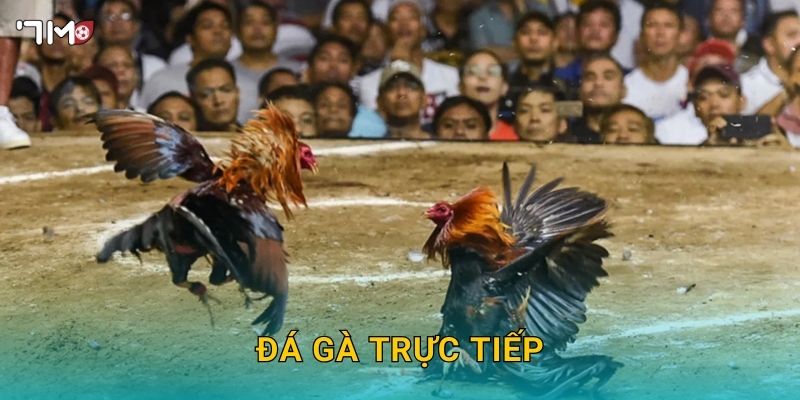 Đá Gà Trực Tiếp 7M – Trải Nghiệm Cá Cược Hấp Dẫn Mỗi Ngày 4 Đá Gà Trực Tiếp 7M – Trải Nghiệm Cá Cược Hấp Dẫn Mỗi Ngày