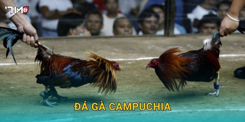 Đá Gà Campuchia 7M – Thế Giới Đấu Gà Đỉnh Cao Cho Cao Thủ Cá Cược 12 Đá Gà Campuchia 7M – Thế Giới Đấu Gà Đỉnh Cao Cho Cao Thủ Cá Cược