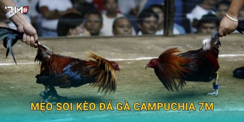 Mẹo soi kèo đá gà Campuchia 7M