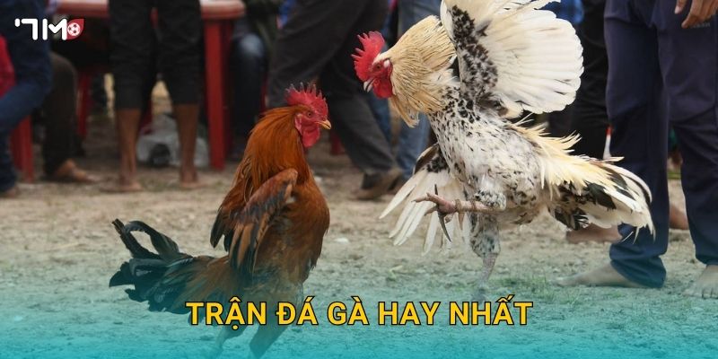 Trận Đá Gà Hay Nhất 7M – Tổng Hợp Những Khoảnh Khắc Đỉnh Cao 9 Trận Đá Gà Hay Nhất 7M – Tổng Hợp Những Khoảnh Khắc Đỉnh Cao