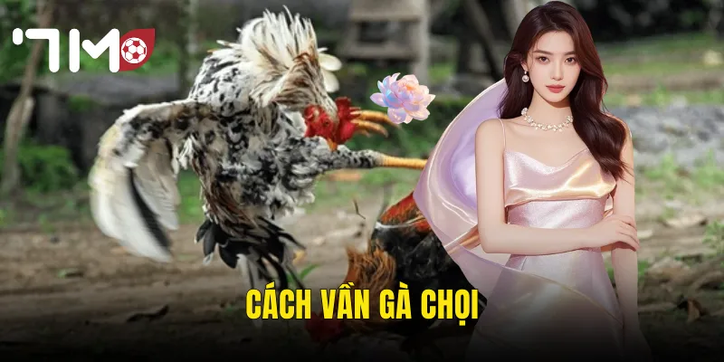 Cách Vần Gà Chọi Đúng Kỹ Thuật – Nâng Cao Bản Lĩnh Chiến Kê Tại 7m 1 cách vần gà chọi